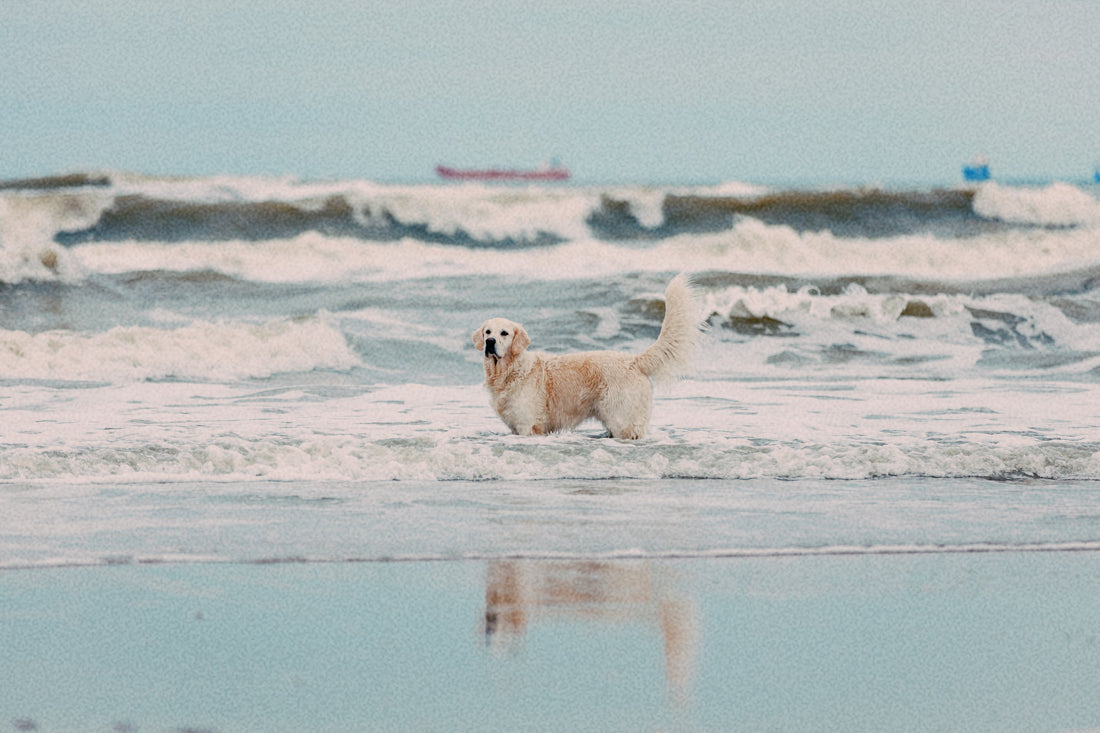 BATHTIME ANGEL OR DEVIL? HOW TO BATHE YOUR DOG WHO HATES BATHS.