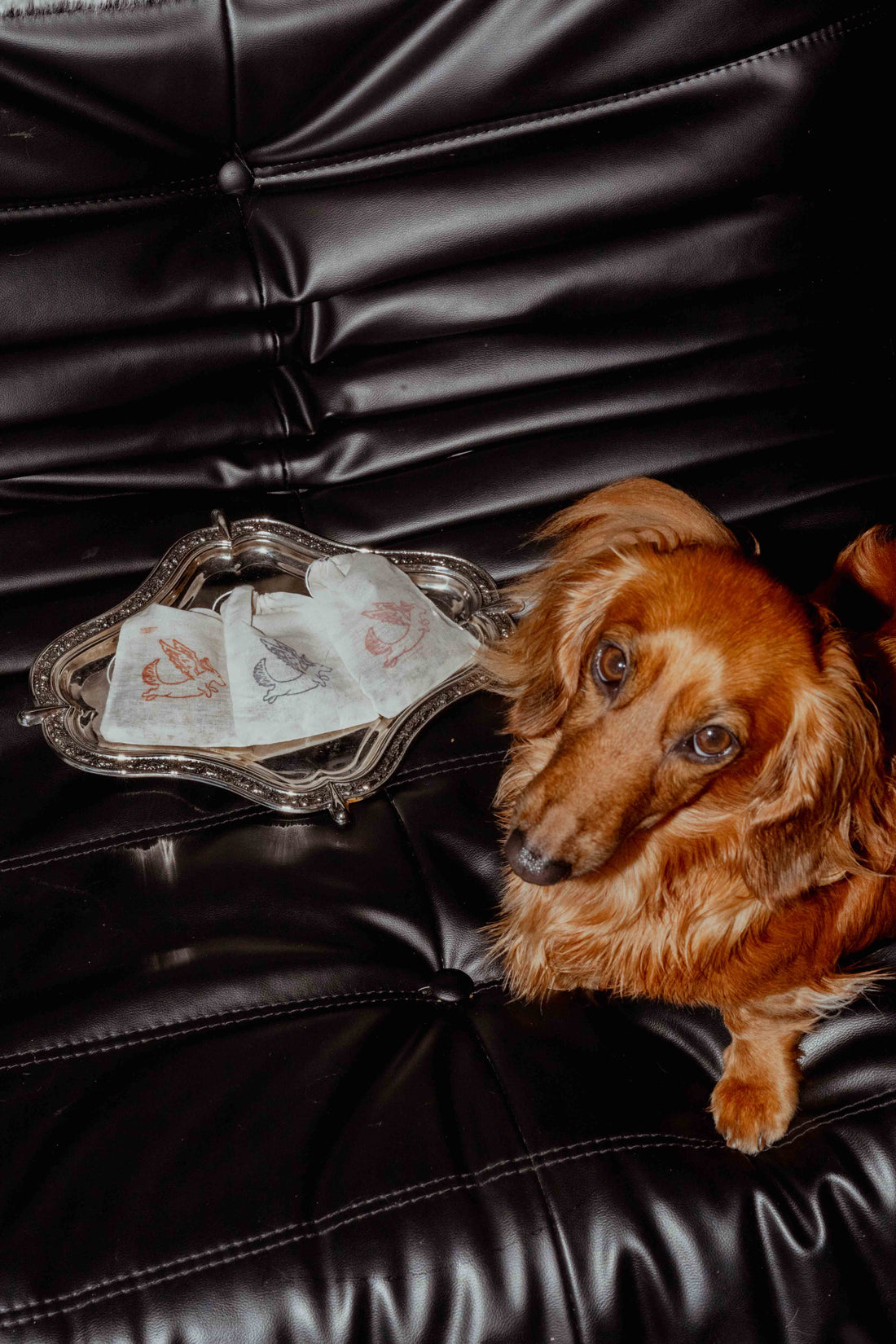 THERAPEUTIC TEA BATHS FOR ITCHY DOGS? GROUNDBREAKING.