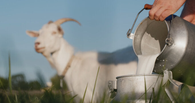 Person pouring milk from a metal container into another, with a goat in the background.